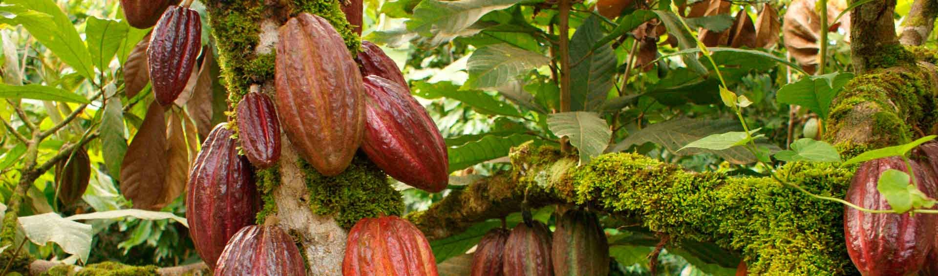 Mapa de sabores del cacao