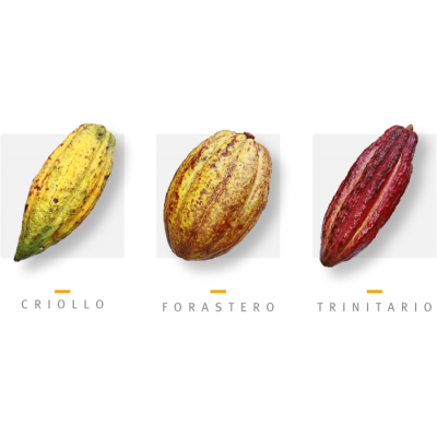 Mapa de sabores del cacao