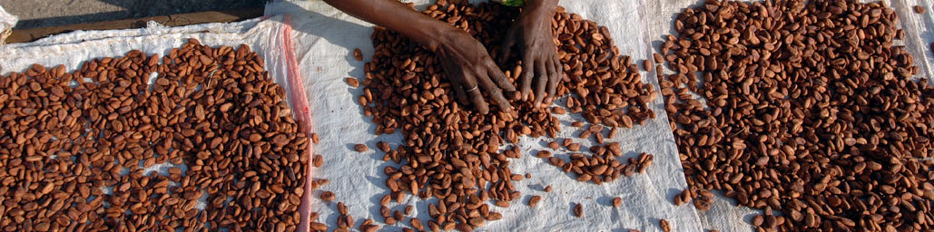 Los Productores de cacao, los Consumidores de chocolate.