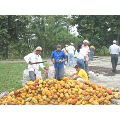 Chocolate procedente de cacao fino de aroma, con mas conciencia social