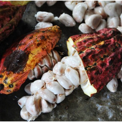 Cacao en la América Precolombina