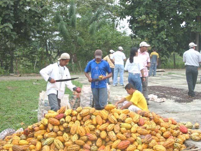 Chocolate procedente de cacao fino de aroma, con mas conciencia social