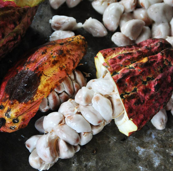 Cacao en la América Precolombina