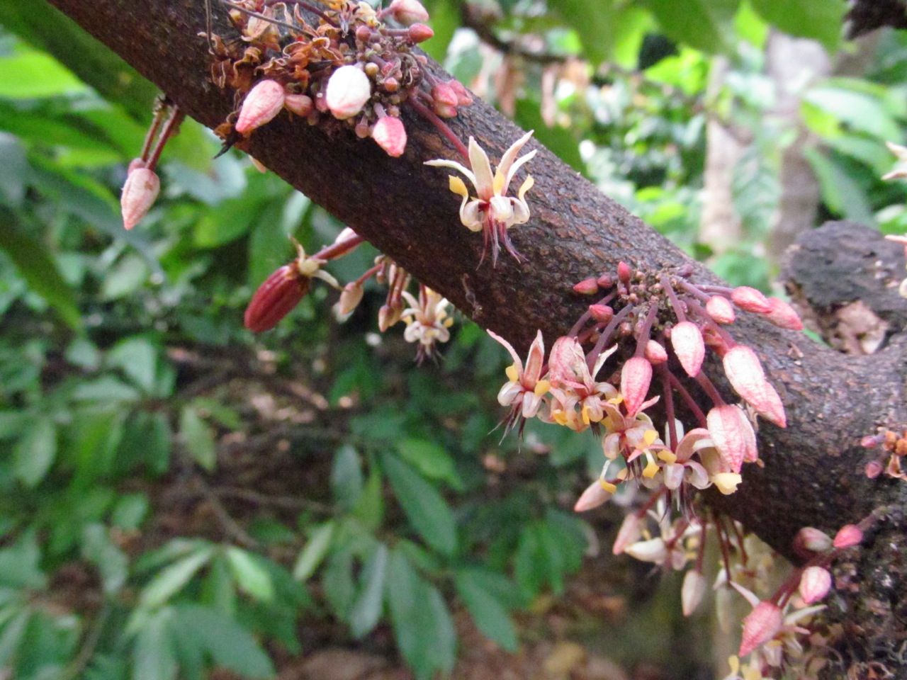 El árbol del cacao