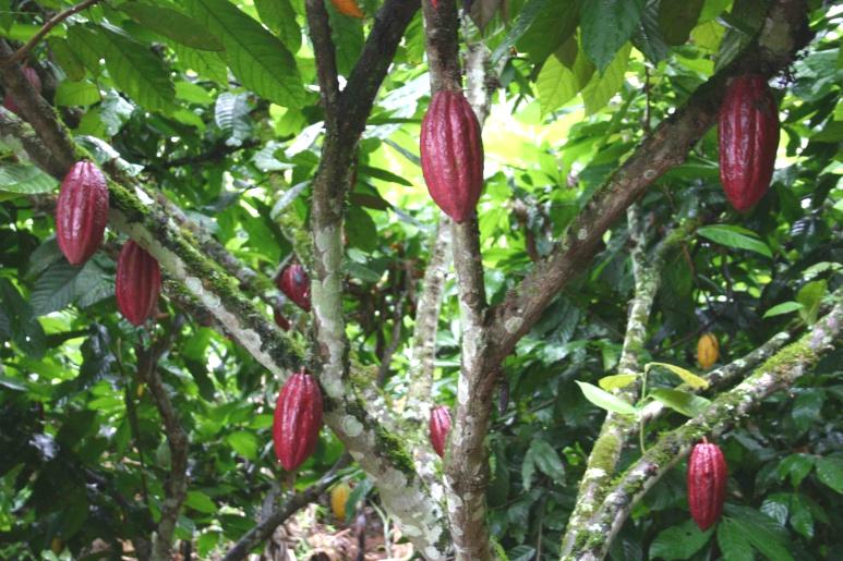 El árbol del cacao