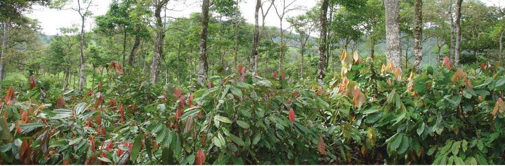 Los Productores de cacao, los Consumidores de chocolate.