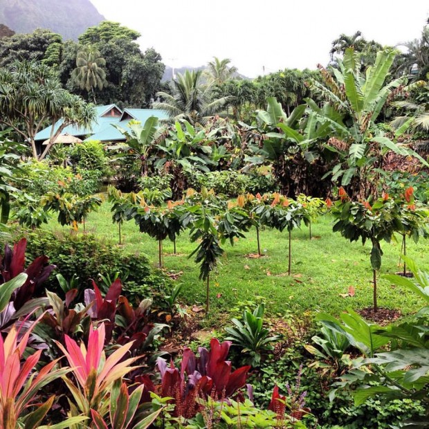 Manoa Hawaii Chocolate Maker Manoa Hawaii Chocolate Maker