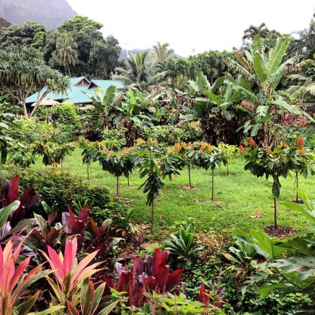 Manoa Hawaii Chocolate Maker